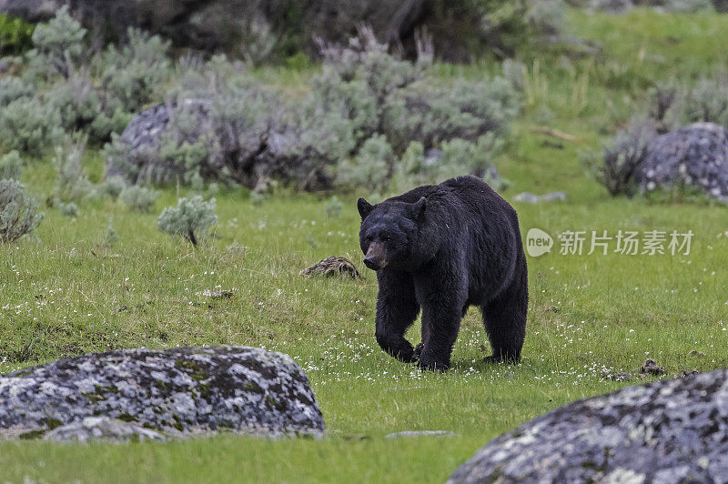 美国黑熊(Ursus americanus)是一种中等体型的熊，原产于北美，常见于黄石国家公园。男性的熊。